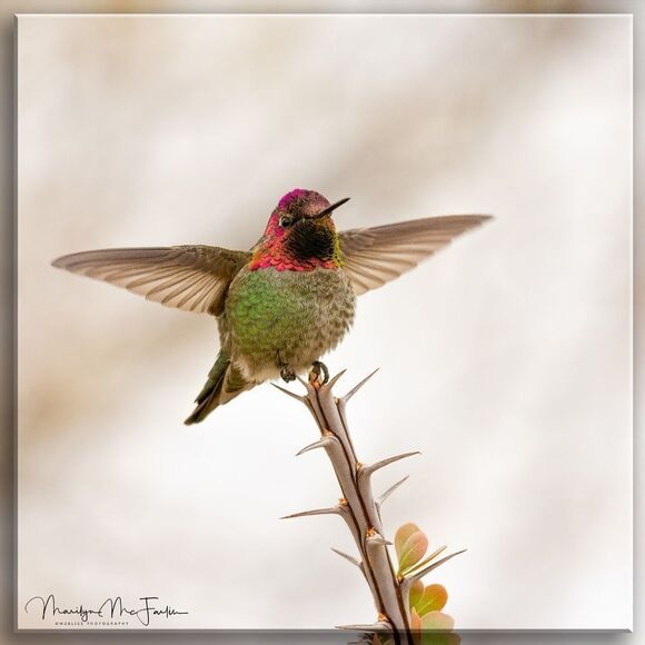 Who doesn't love Hummies?! - Picture 9 of 16